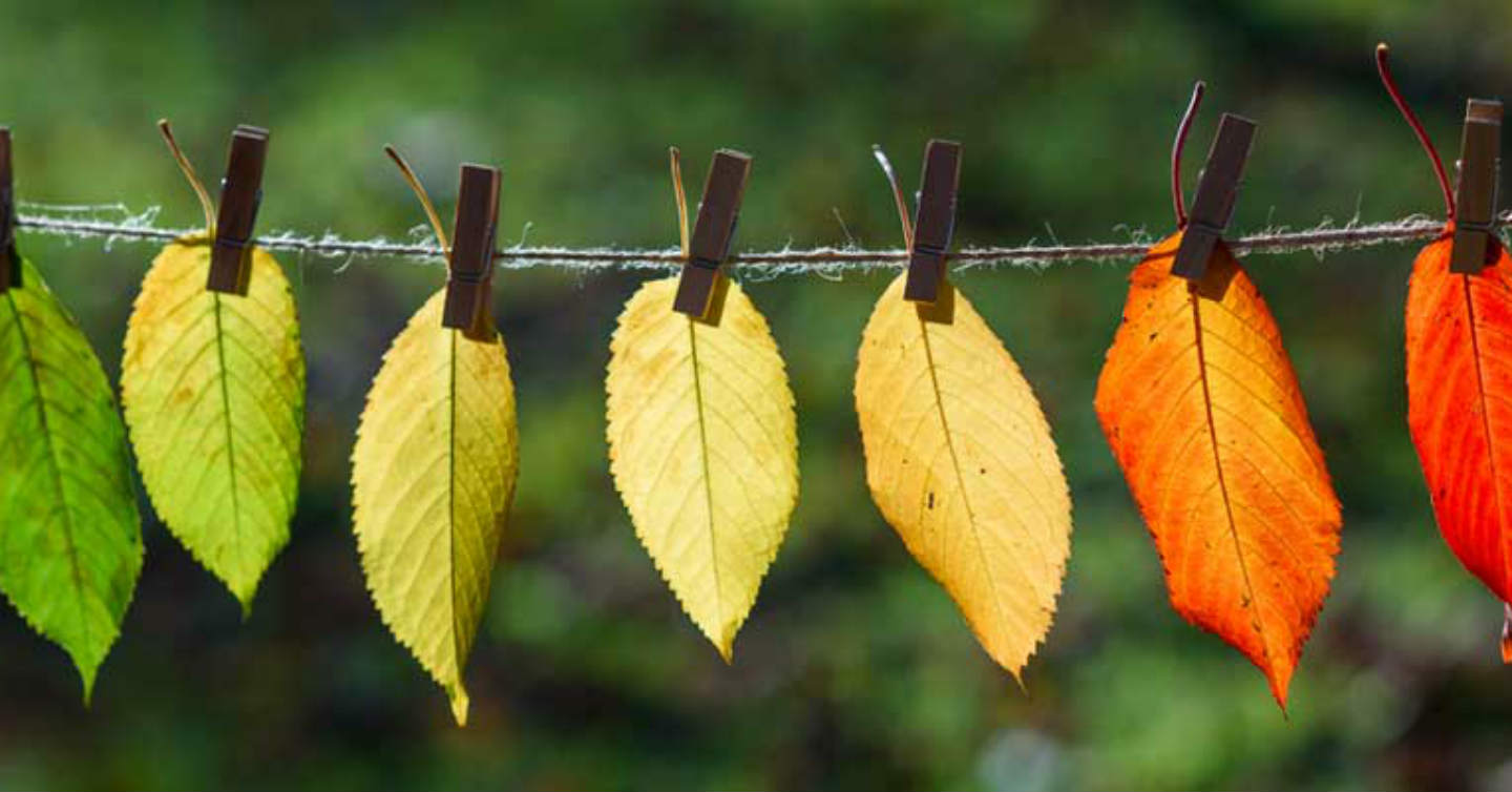 Leaves on a string during autumn